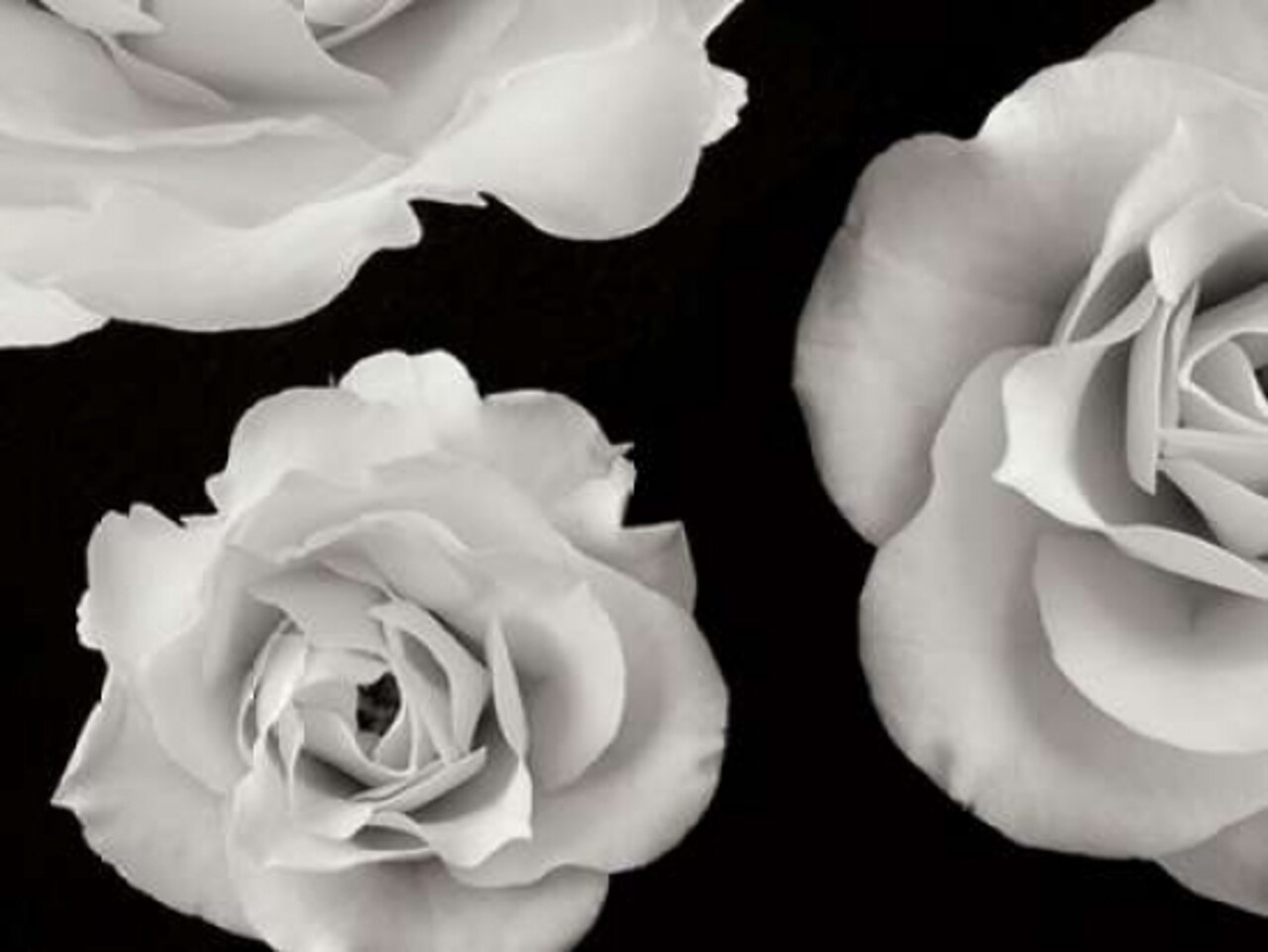 Trio II Poster Print by Jim Christensen - Item # VARPDXPSCRS182
